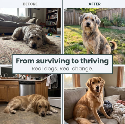 DoggyLabs™ Taurine
